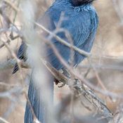 Blue Mockingbird